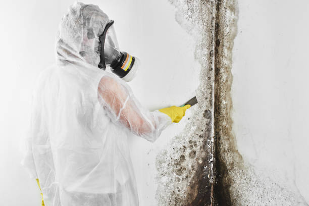 Best Black Mold Removal  in Bohners Lake, WI